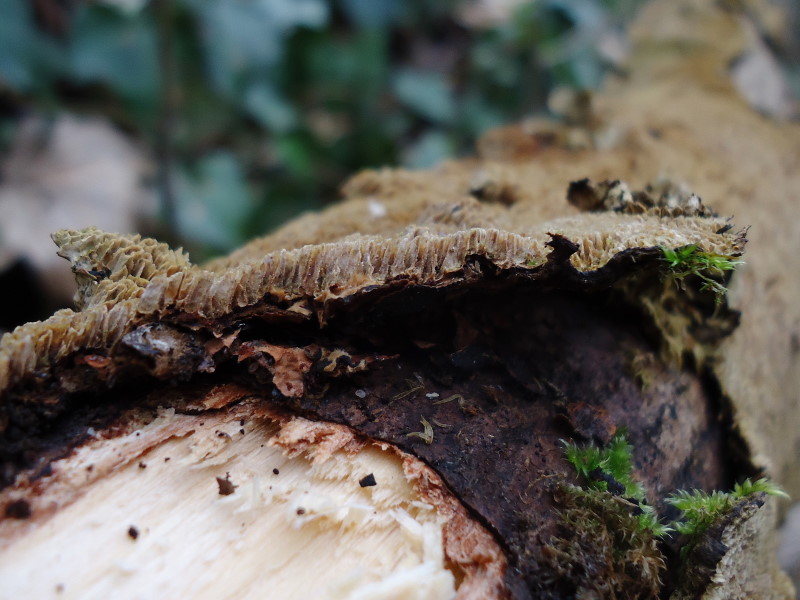 Gommoso ... (Datronia mollis)